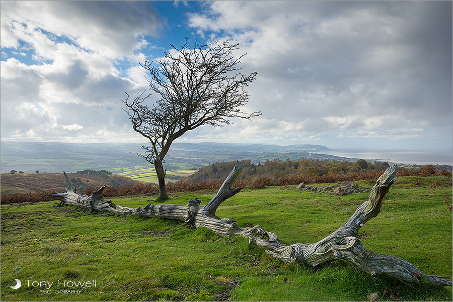 Hawthorn Tree