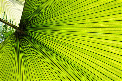 Palm Leaf, Kew