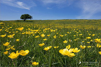 Buttercups, Hawthorn Tree