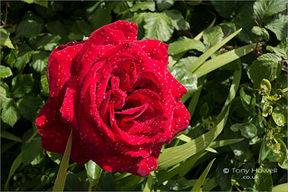 Red-Rose-R132