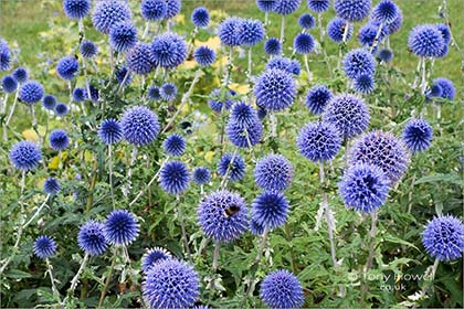 Globe-Thistle-Echinops-R133