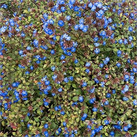Ceratostigma-Blue-Flowers-R134
