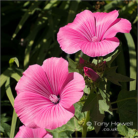 Lavatera-Mallow-R136