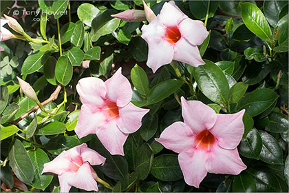 Mandevilla-R137