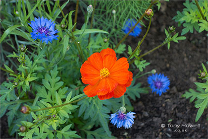 Geum-R138