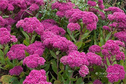 Sedum-R141