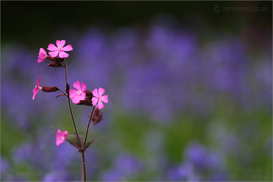 Red Campion in front of Bluebells