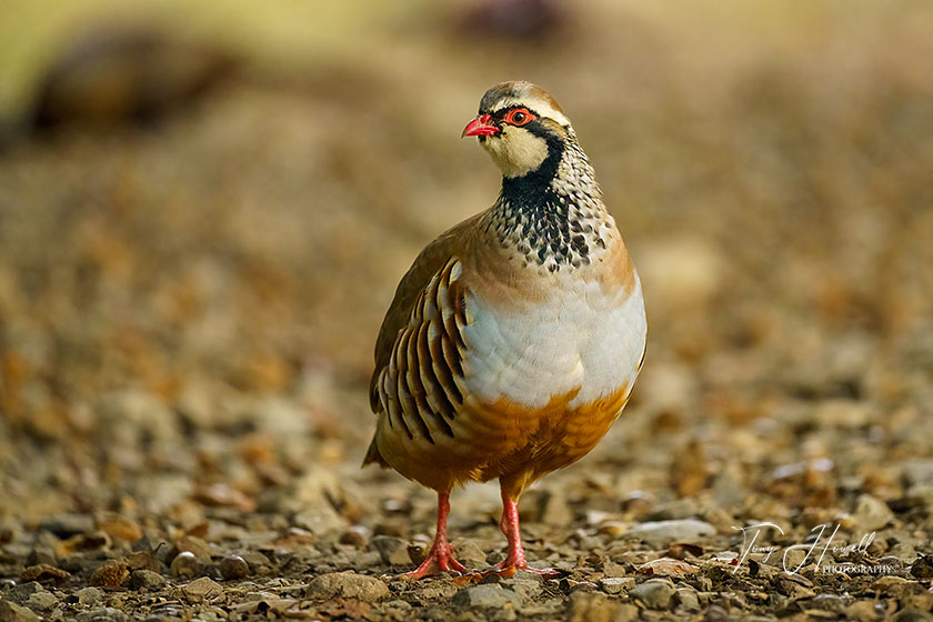 Red Legged Partridge