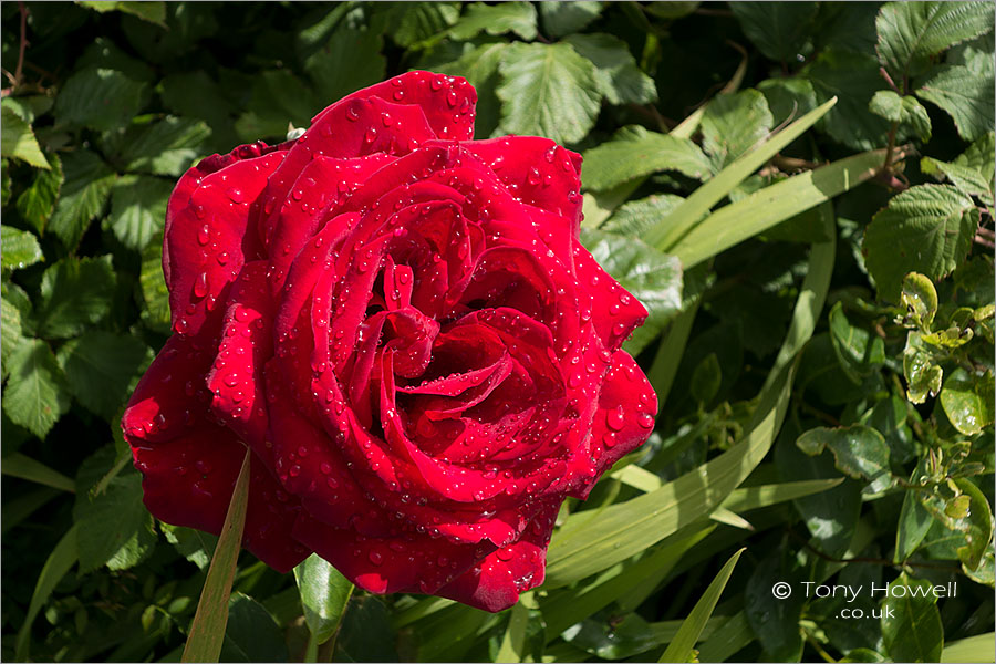 Red Rose