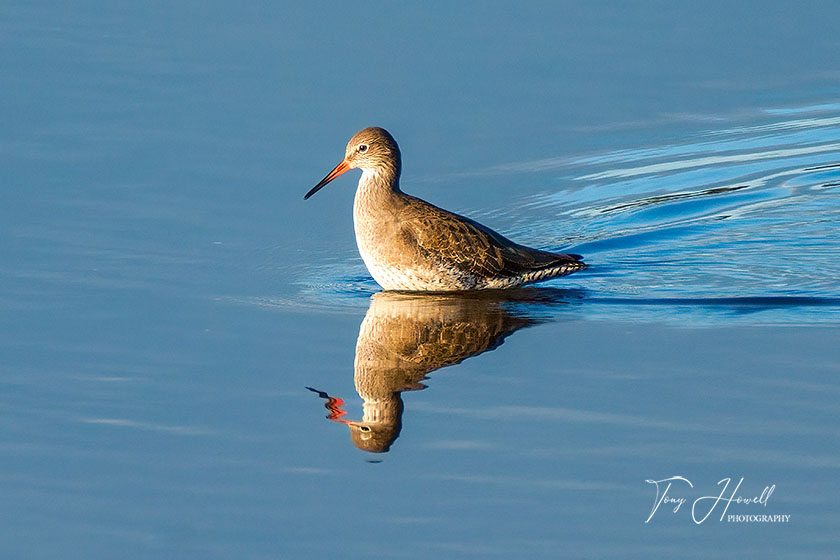 Redshank, Hayle