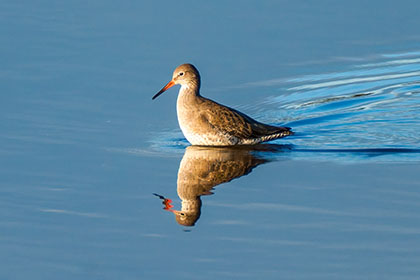 Redshank-Hayle-Cornwall-AR2834