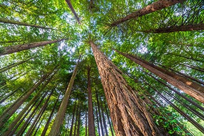 Redwood-Pine-Trees-Idless-Woods-Truro-Cornwall-AR3368