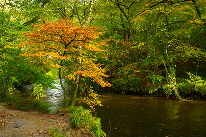 Respryn-Woods-River-Fowey-Autumn-Cornwall