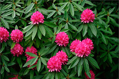 Rhododendron