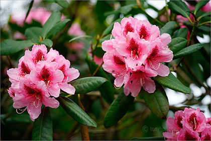 Rhododendron