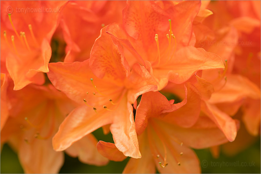 Rhododendron