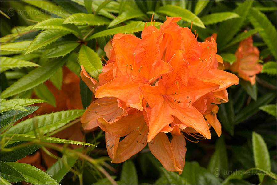 Rhododendron