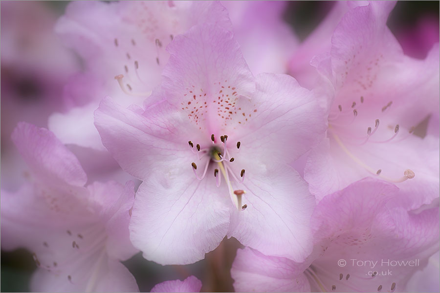 Rhododendron