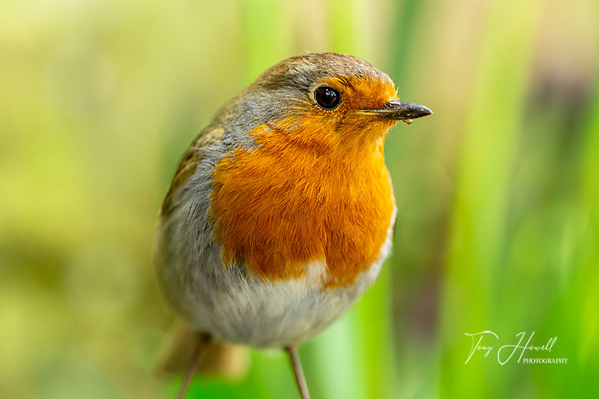 Robin
