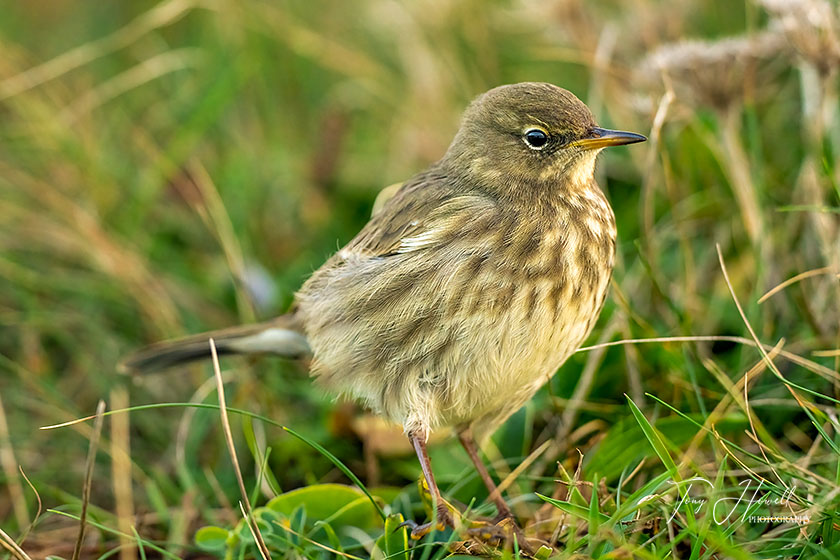 Rock Pipit, Chapel Porth