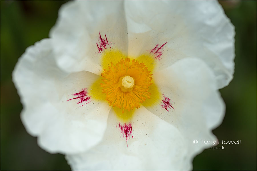 White Rock Rose Flower