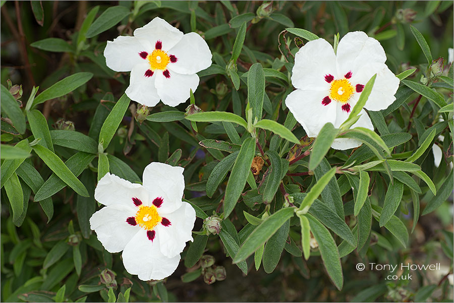 White Rock Rose Flowers