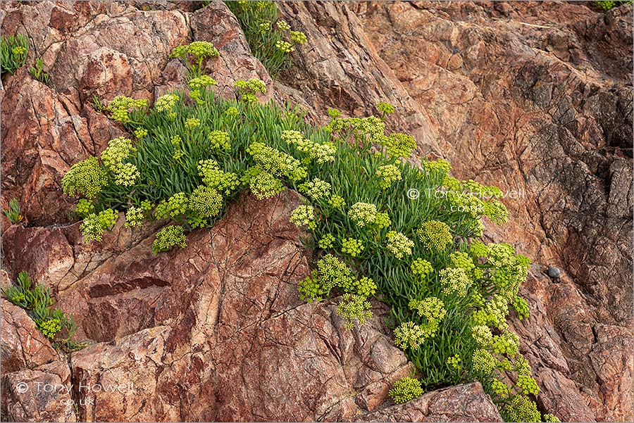 Rock Samphire in flower