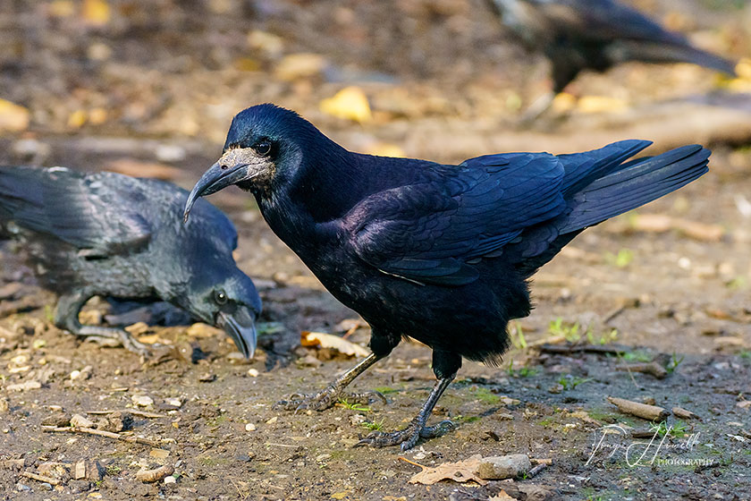 Rook, Truro