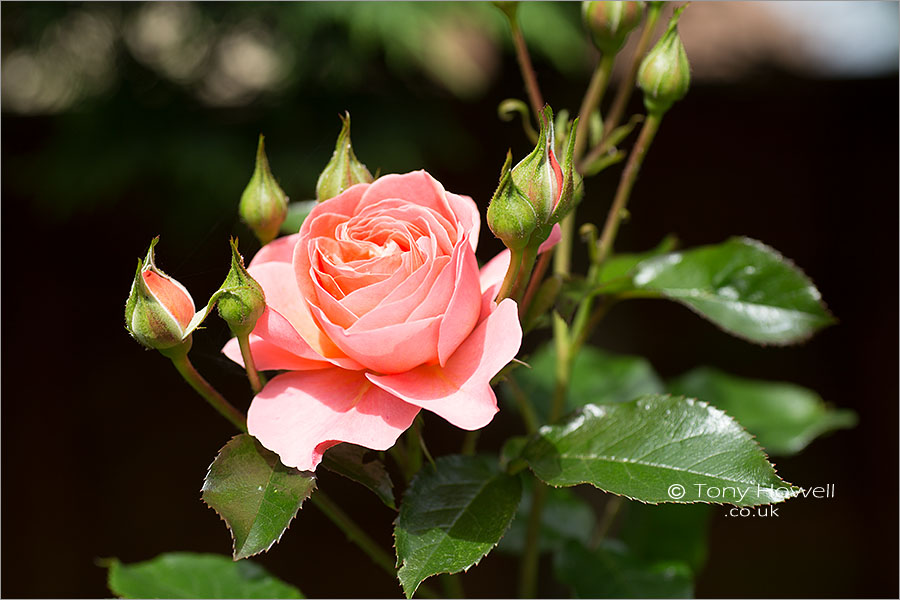 Rose, Pink