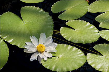 Waterlily, Nymphaea gigantea f. hudsonii