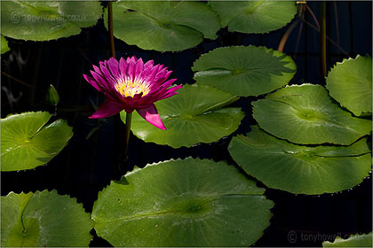 Waterlily Nymphaea carpentariae 'Andre Leu'