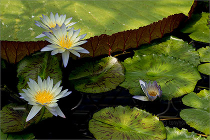 Waterlily, Nymphaea 'Green Smoke'