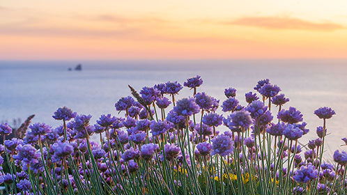 Sea-Pinks-Cow-and-Calf-Perranporth-Cornwall-AR3348