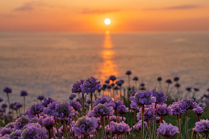 Sea-Pinks-Sunset-Polly-Joke