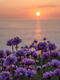 Sea-Pinks-Sunset-Polly-Joke