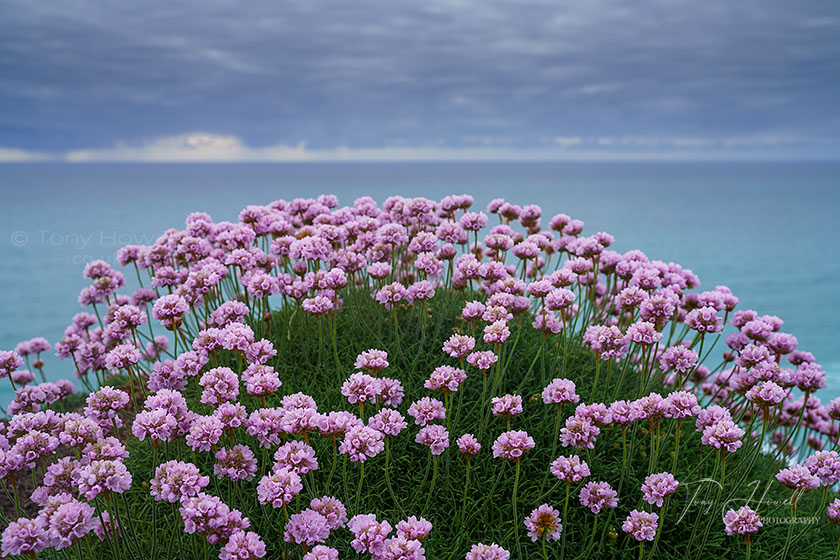 Sea Pinks, Thrift, Carnewas