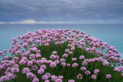 Sea-Pinks-Cornwall