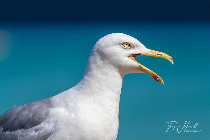 Seagull, St Ives