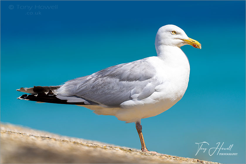 Seagull, St Ives