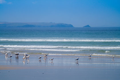Seagulls-Bedruthan-Steps-Cornwall-AR3391