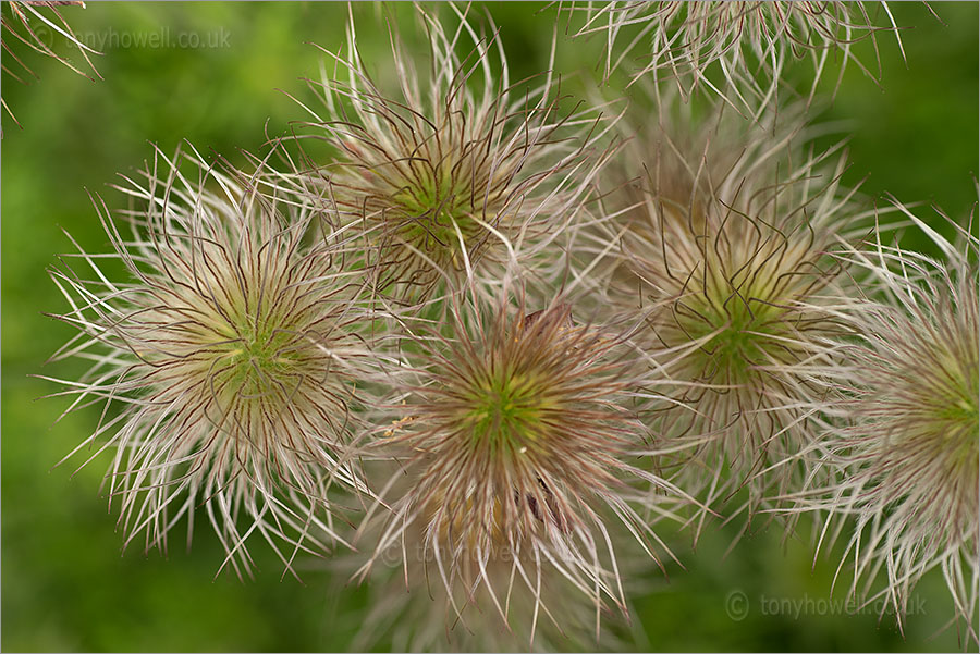 Seedheads