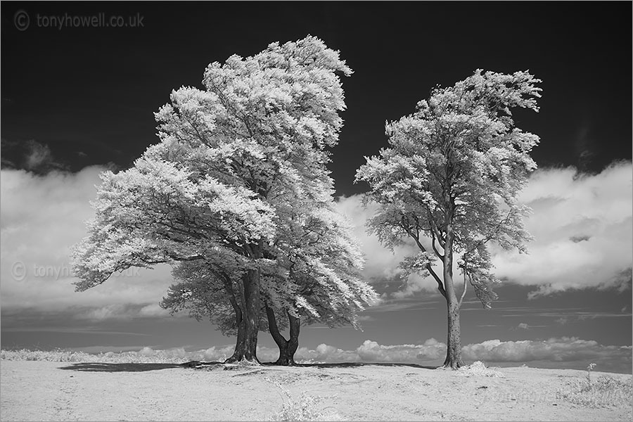 Seven Sisters Quantock Hills