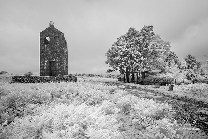 South Phoenix Mine, Minions (Infrared Camera, turns foliage white)