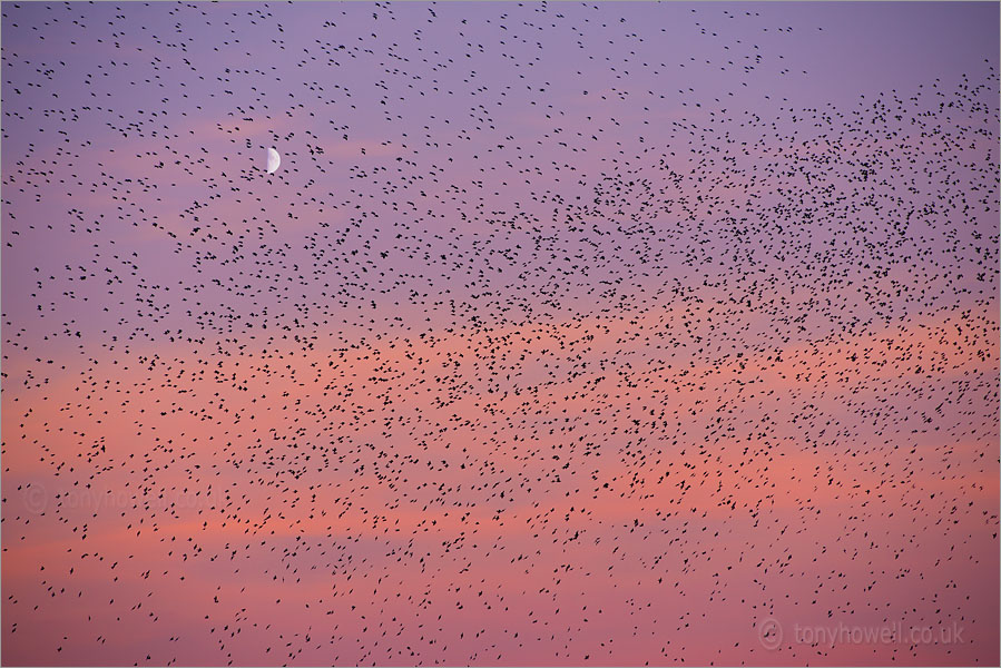 Starlings