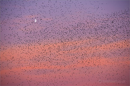 Starlings