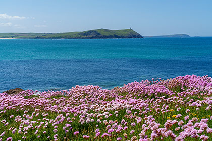 Polzeath-Sea-Pinks-Cornwall-