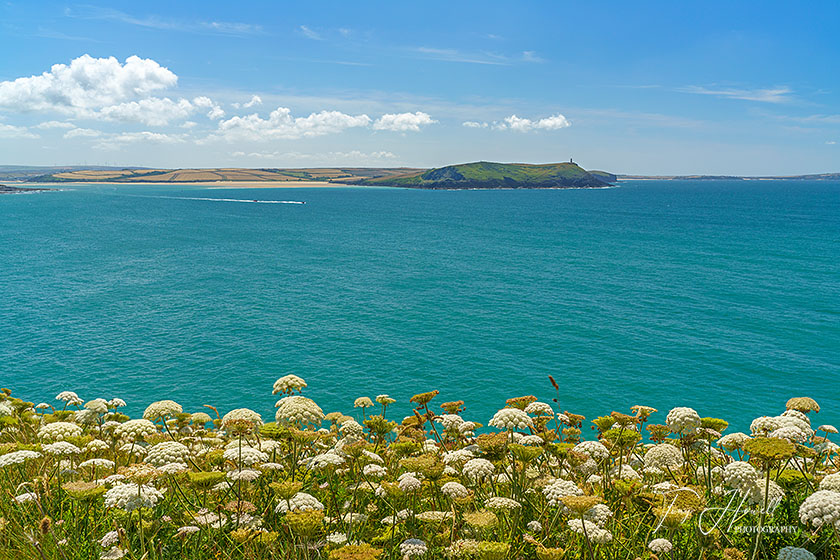 Stepper Point, Wild Carrot, Padstow from Polzeath
