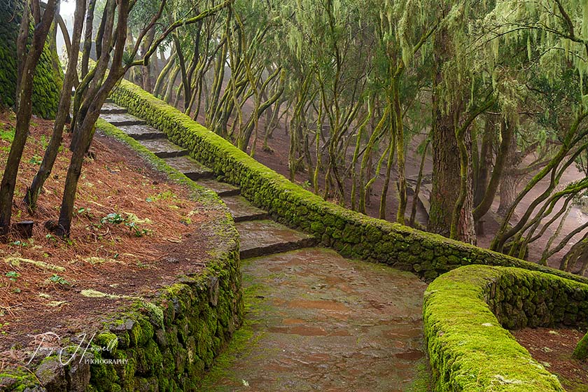Steps, Corona Forest