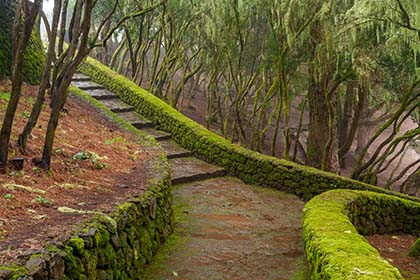 Steps-Corona-Forest-Tenerife