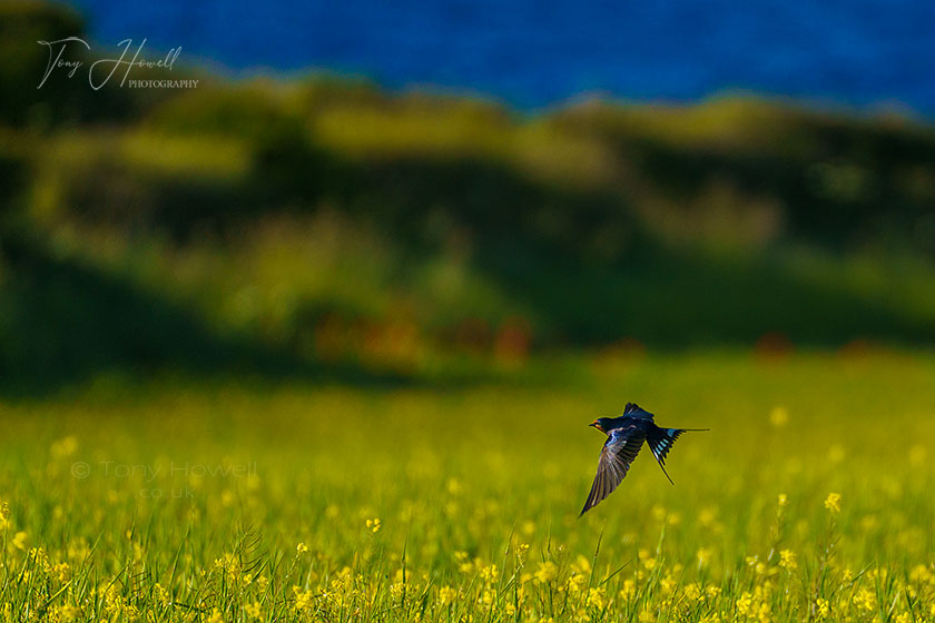 Swallow, West Pentire